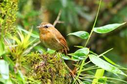 Image of Rufous Gnateater