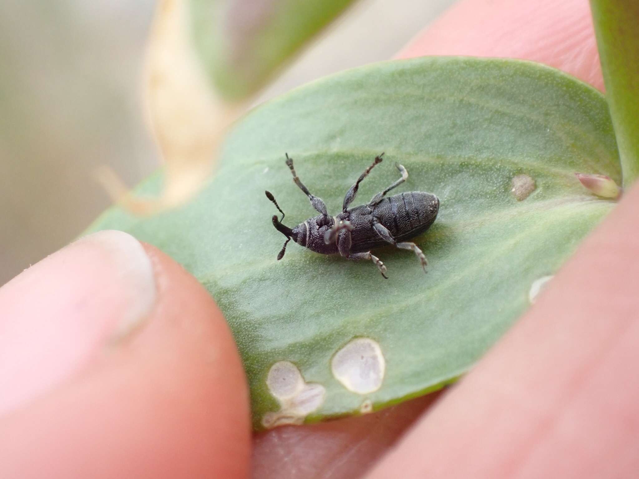 Mecinus janthiniformis Tosevski & Caldara ex Tosevski, Caldara, Jovic & Hernández-Vera resmi