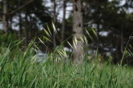 Image of Avena clauda Durieu