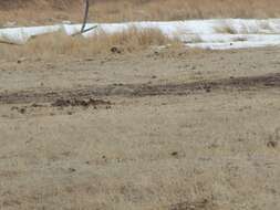 Image of Richardson's ground squirrel