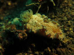 Image of Mauve green edged stocky slug