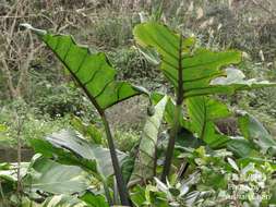 Image of arrowleaf elephant's ear