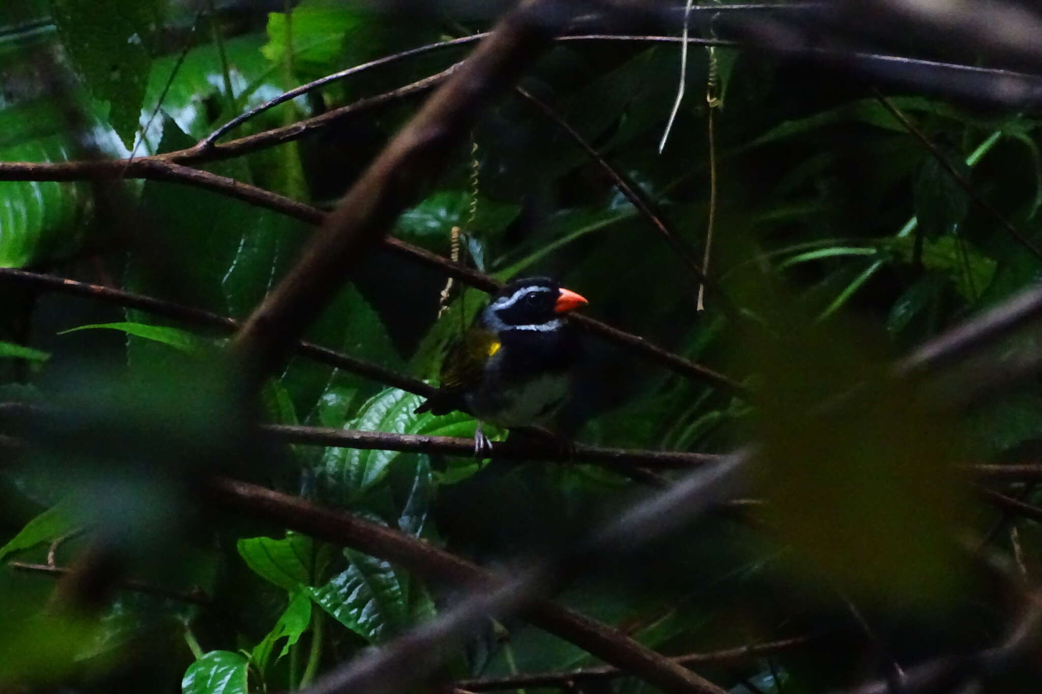 Image of Orange-billed Sparrow