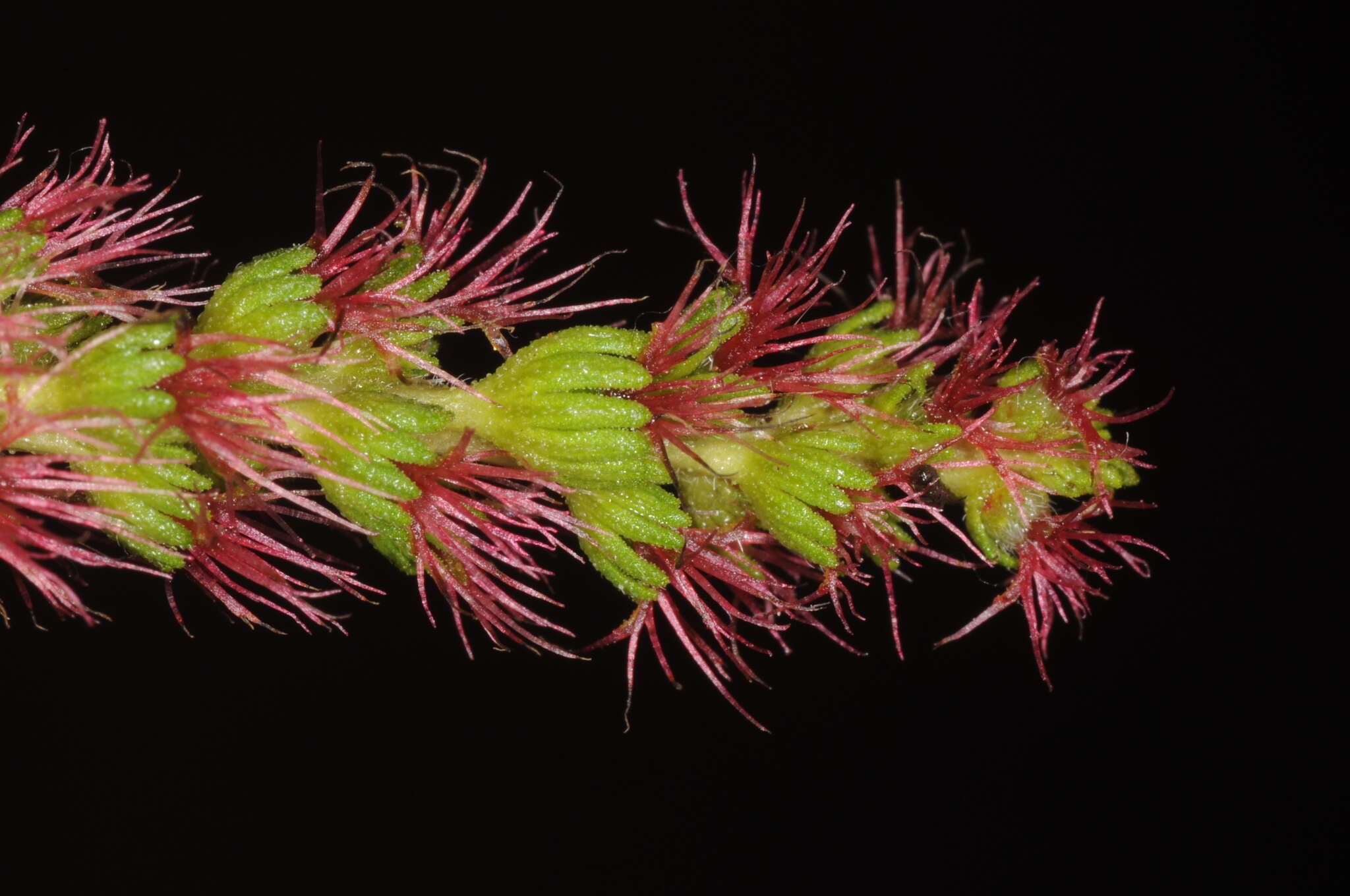 Image of Acalypha communis Müll. Arg.