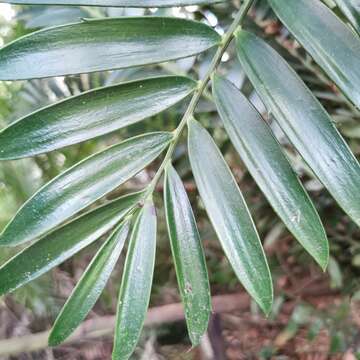 Image of Natal Cycad