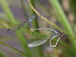 Image of Austrolestes aridus (Tillyard 1908)