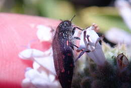 Image de Acmaeodera vandykei Fall 1899