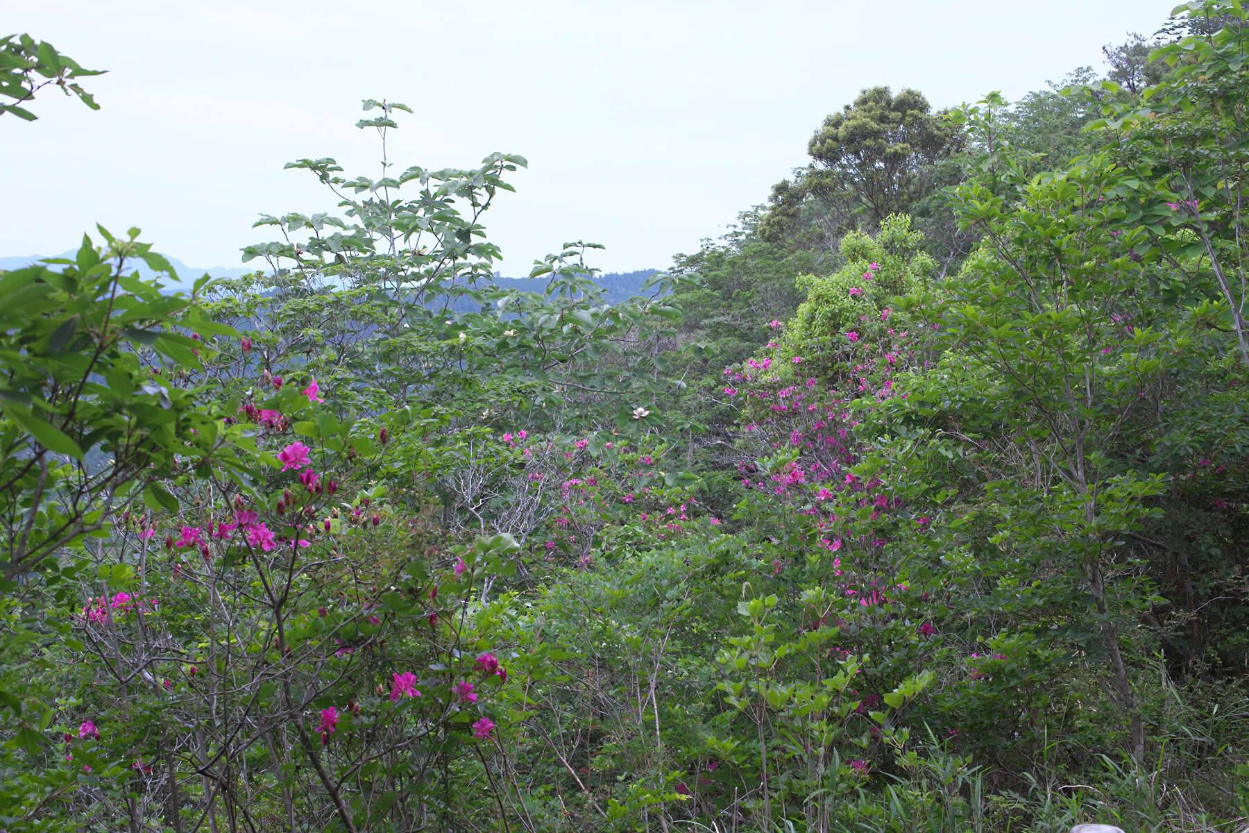 Imagem de Rhododendron sanctum var. lasiogynum Nakai ex Sugimoto