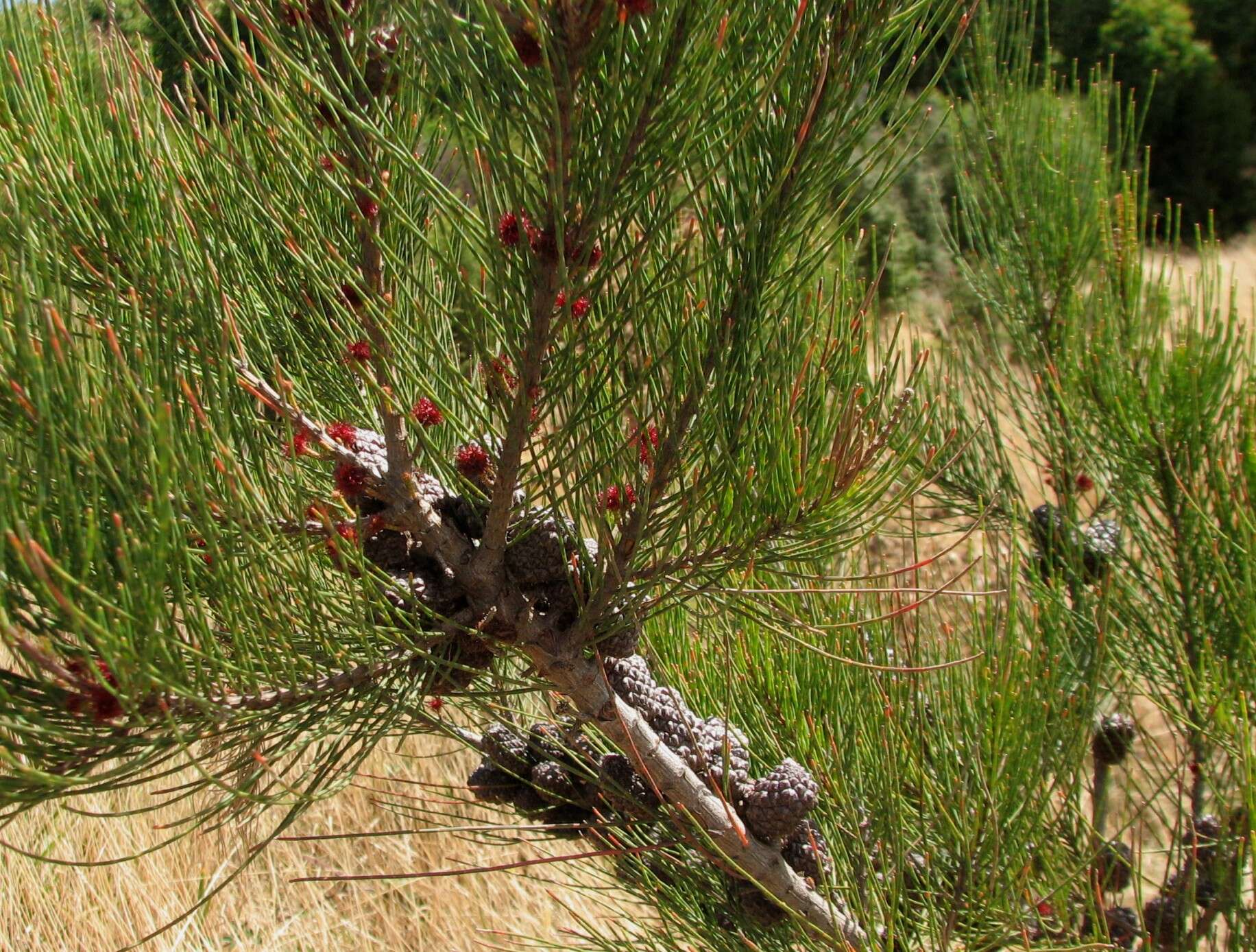 Image of scrub she-oak