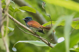 Image of Amur Paradise Flycatcher