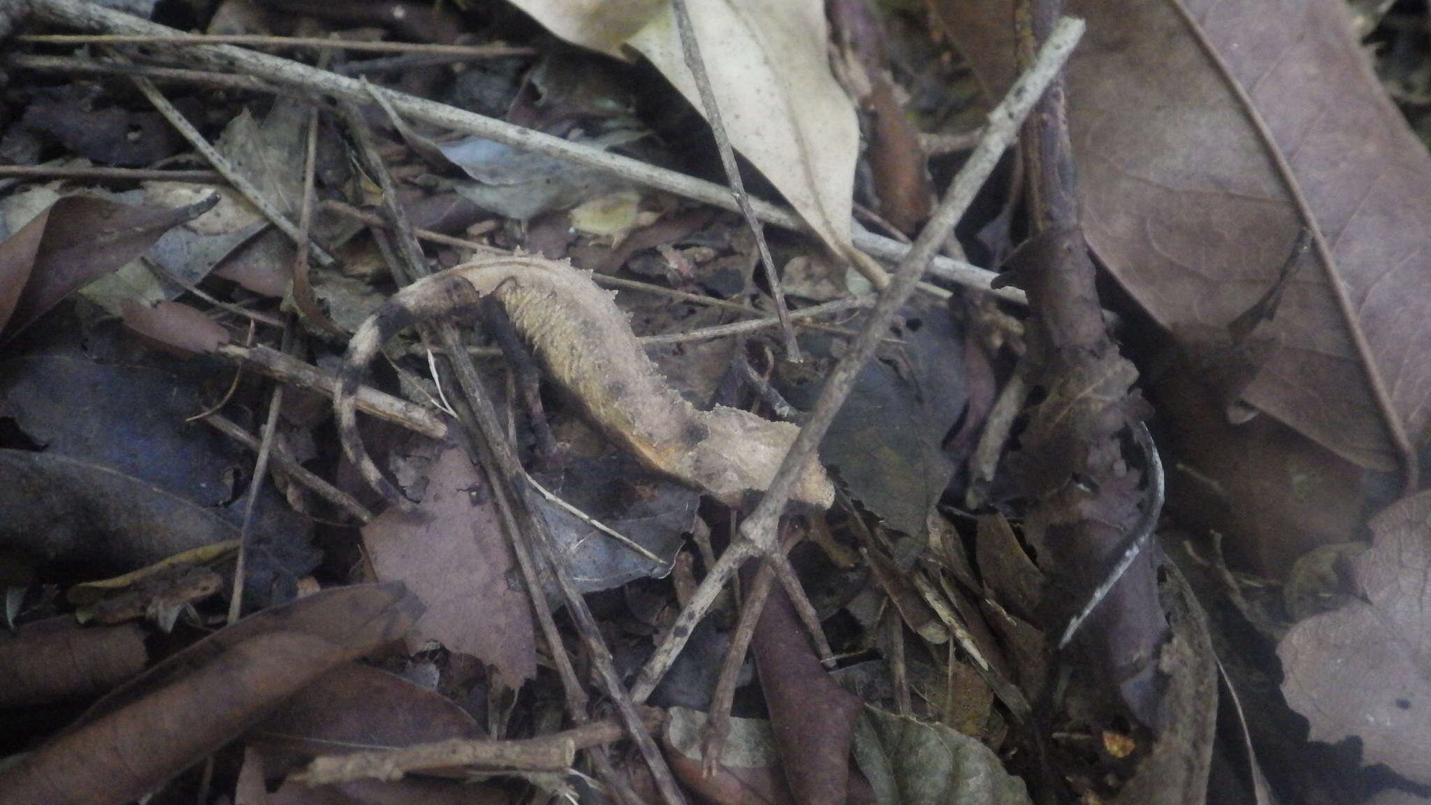 Image of Plated Leaf Chameleon