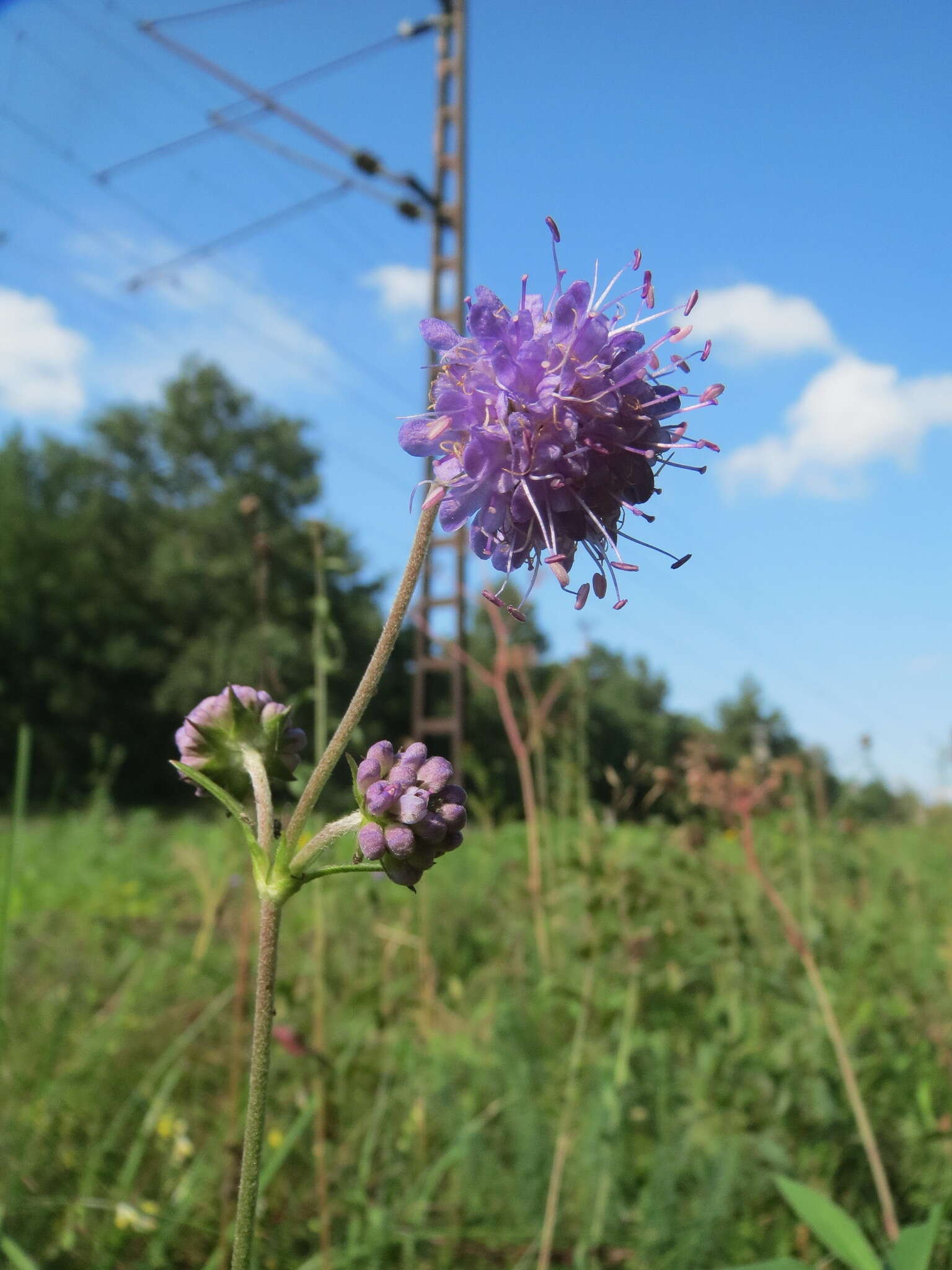 Image of Devil’s Bit Scabious