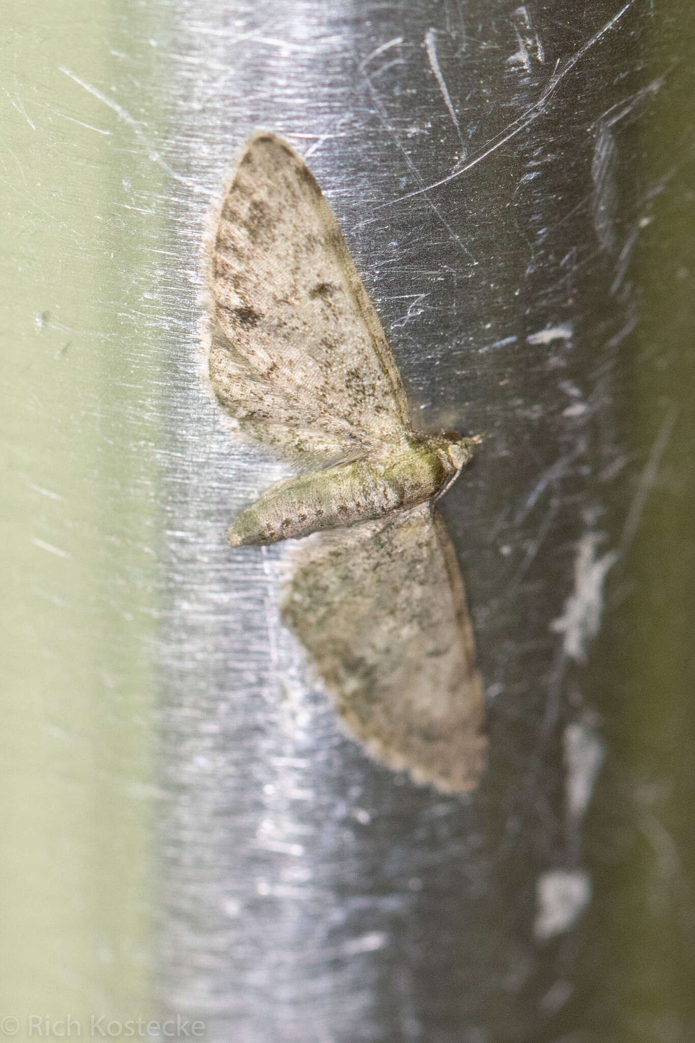 Image of Eupithecia jejunata McDunnough 1949