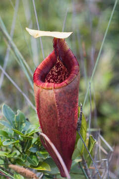 Image of Nepenthes mantalingajanensis Nerz & Wistuba