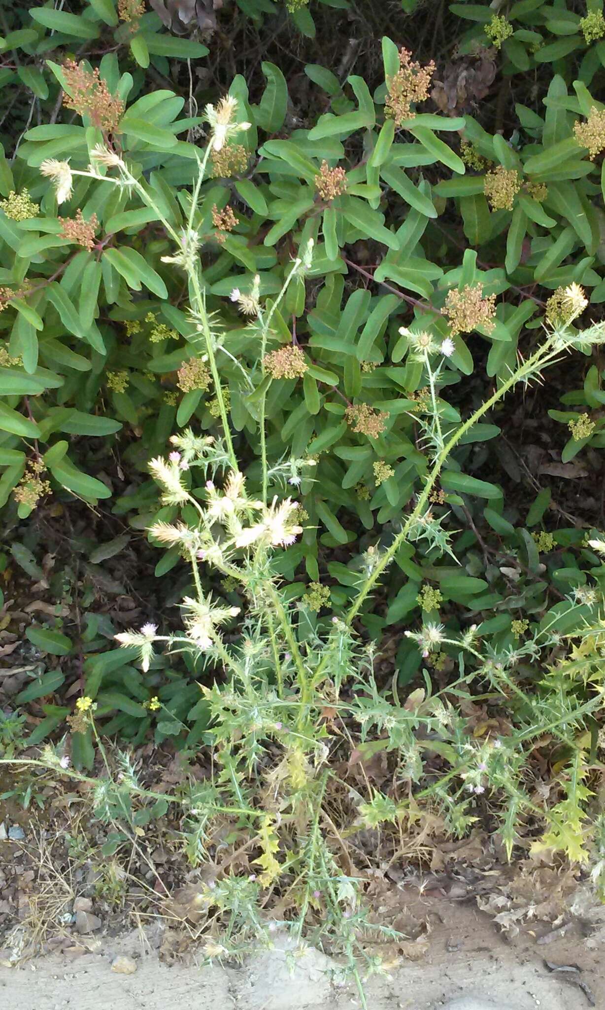Image of Carduus pycnocephalus subsp. pycnocephalus