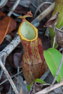 Image of Nepenthes philippinensis Macfarl.