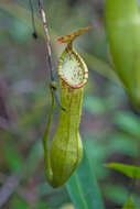 Image of Nepenthes philippinensis Macfarl.