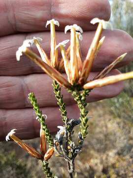 Image of Lysinema pentapetalum R. Br.