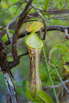 Image of Nepenthes mindanaoensis Sh. Kurata