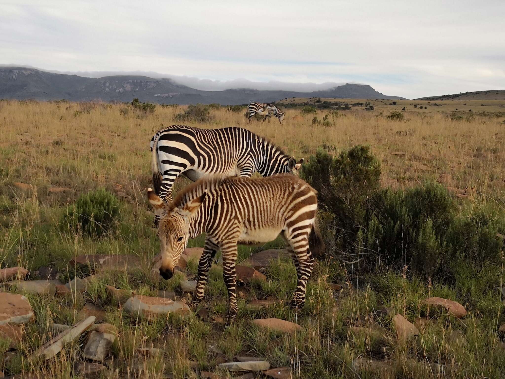 Image of Cape mountain zebra