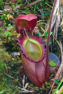 Image of Giant Malaysian Pitcher Plant