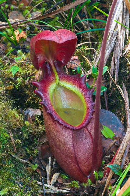 Image of Giant Malaysian Pitcher Plant