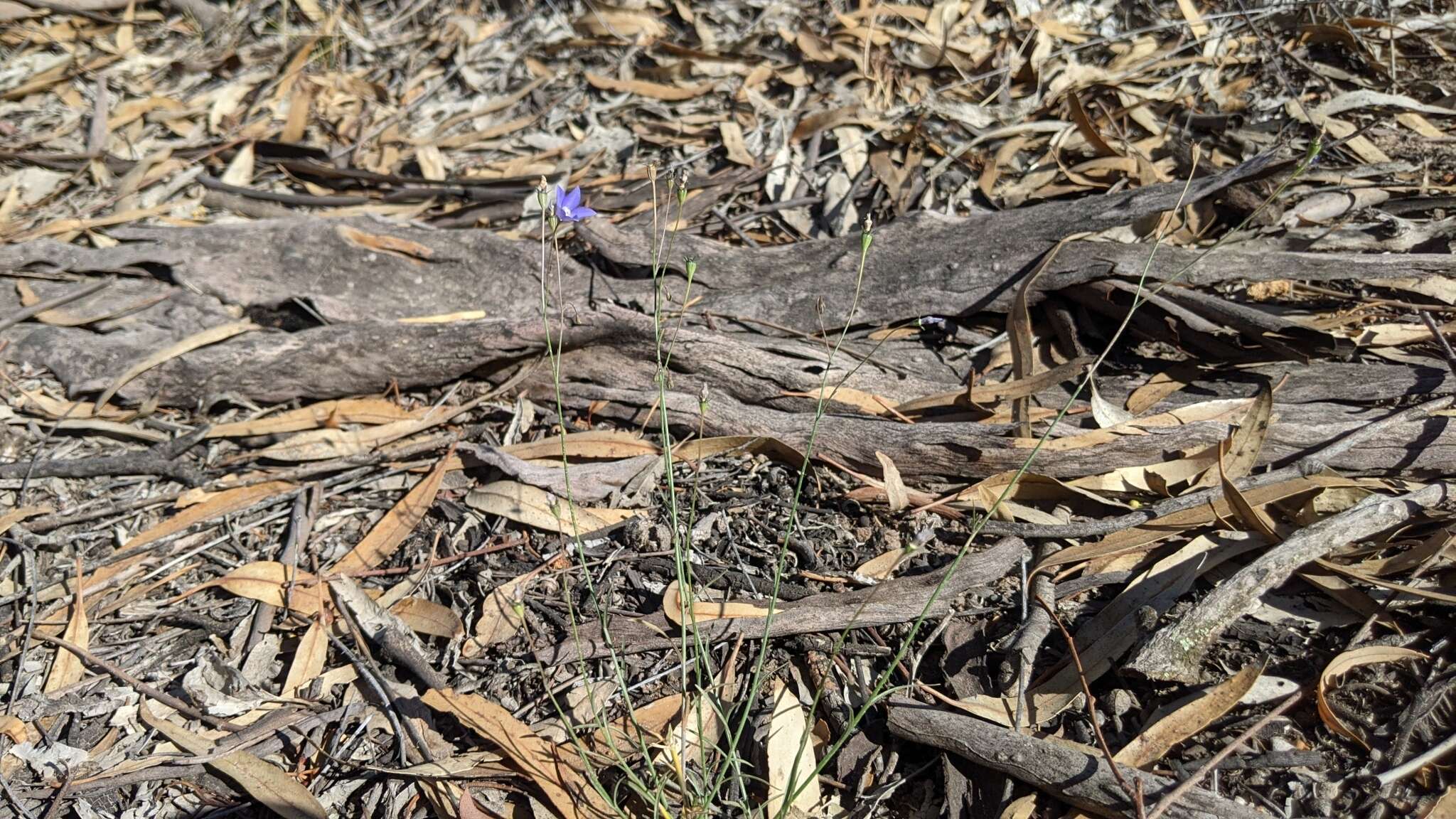 صورة Wahlenbergia fluminalis (J. M. Black) E. Wimm. ex H. Eichler