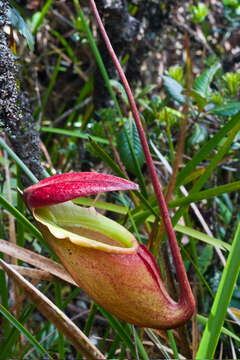 Image of Giant Malaysian Pitcher Plant