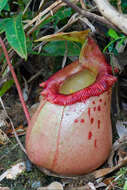 Image of Nepenthes sibuyanensis Nerz