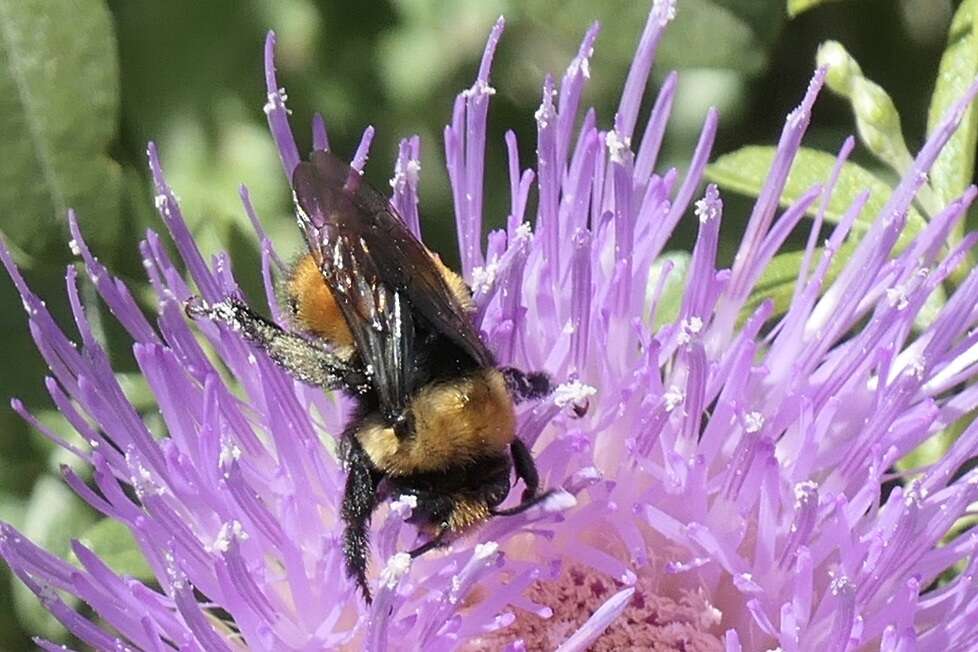 Image of Bumble-bee-mimic Anthophora