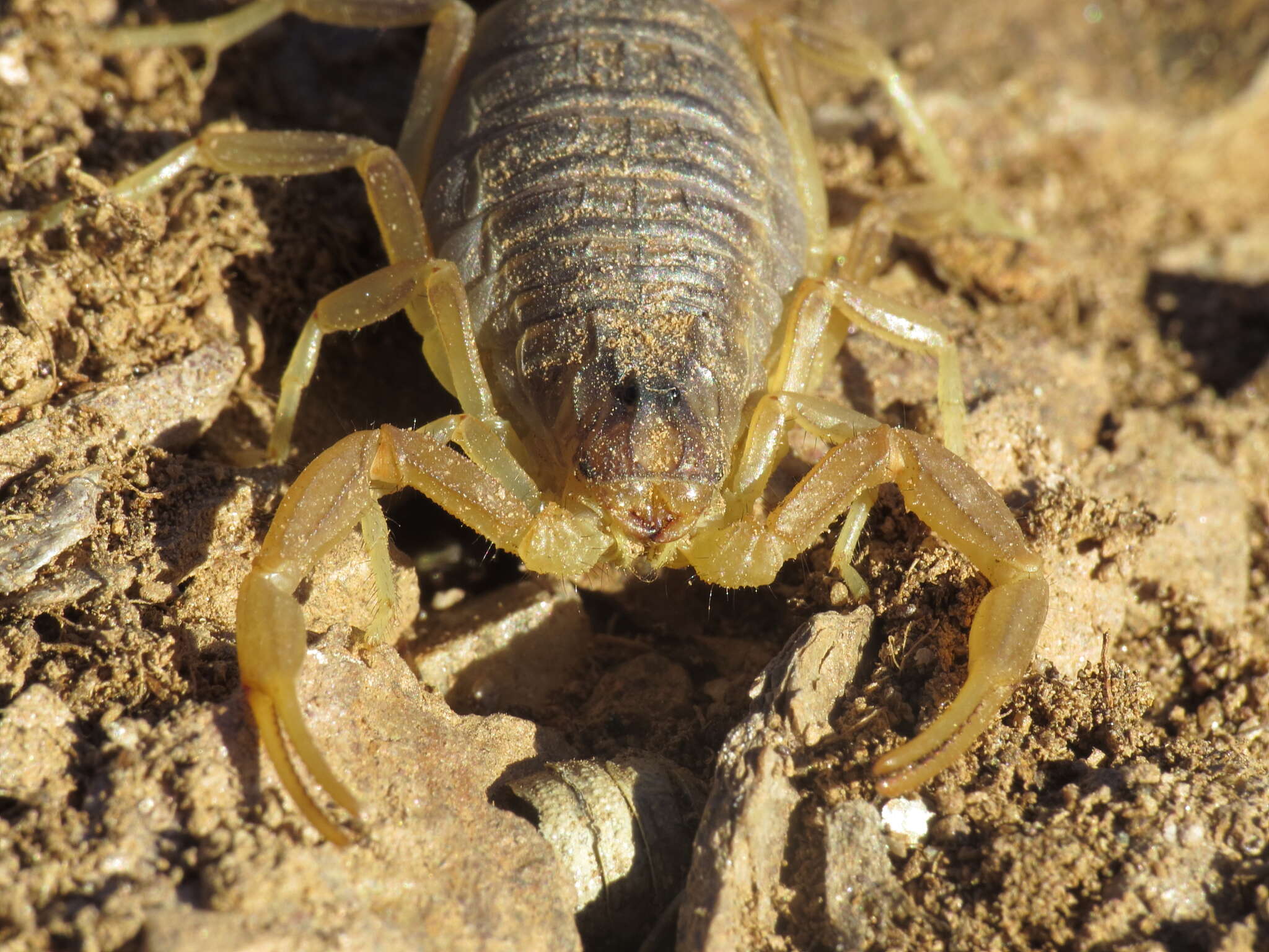 Image of Buthus montanus Lourenço & Vachon 2004