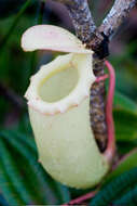 Image of Nepenthes sibuyanensis Nerz