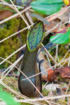 Слика од Nepenthes tentaculata Hook. fil.