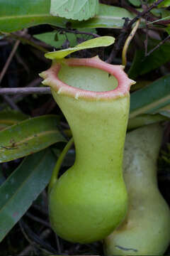 Image of Nepenthes ventricosa Blanco