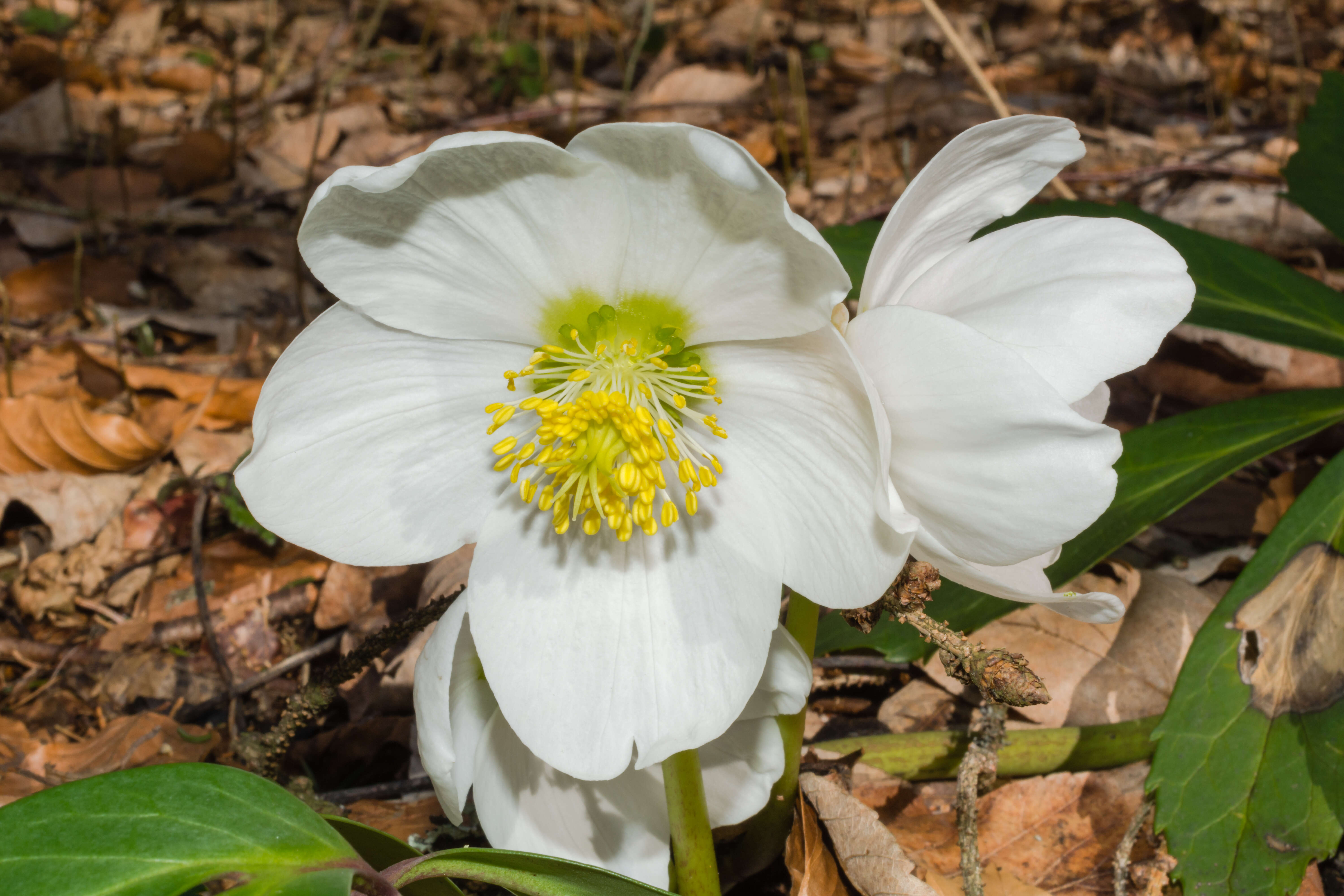 Image of black hellebore