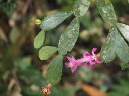 Image of Christmas Cactus