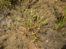 Image of mossgrass