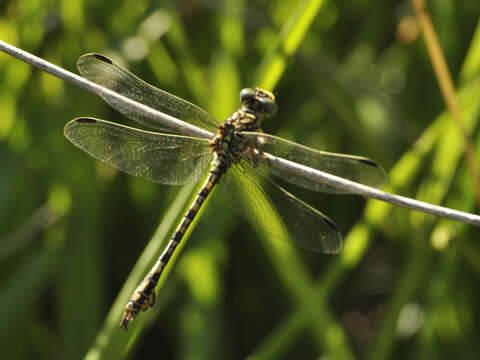 صورة Paragomphus cognatus (Rambur 1842)