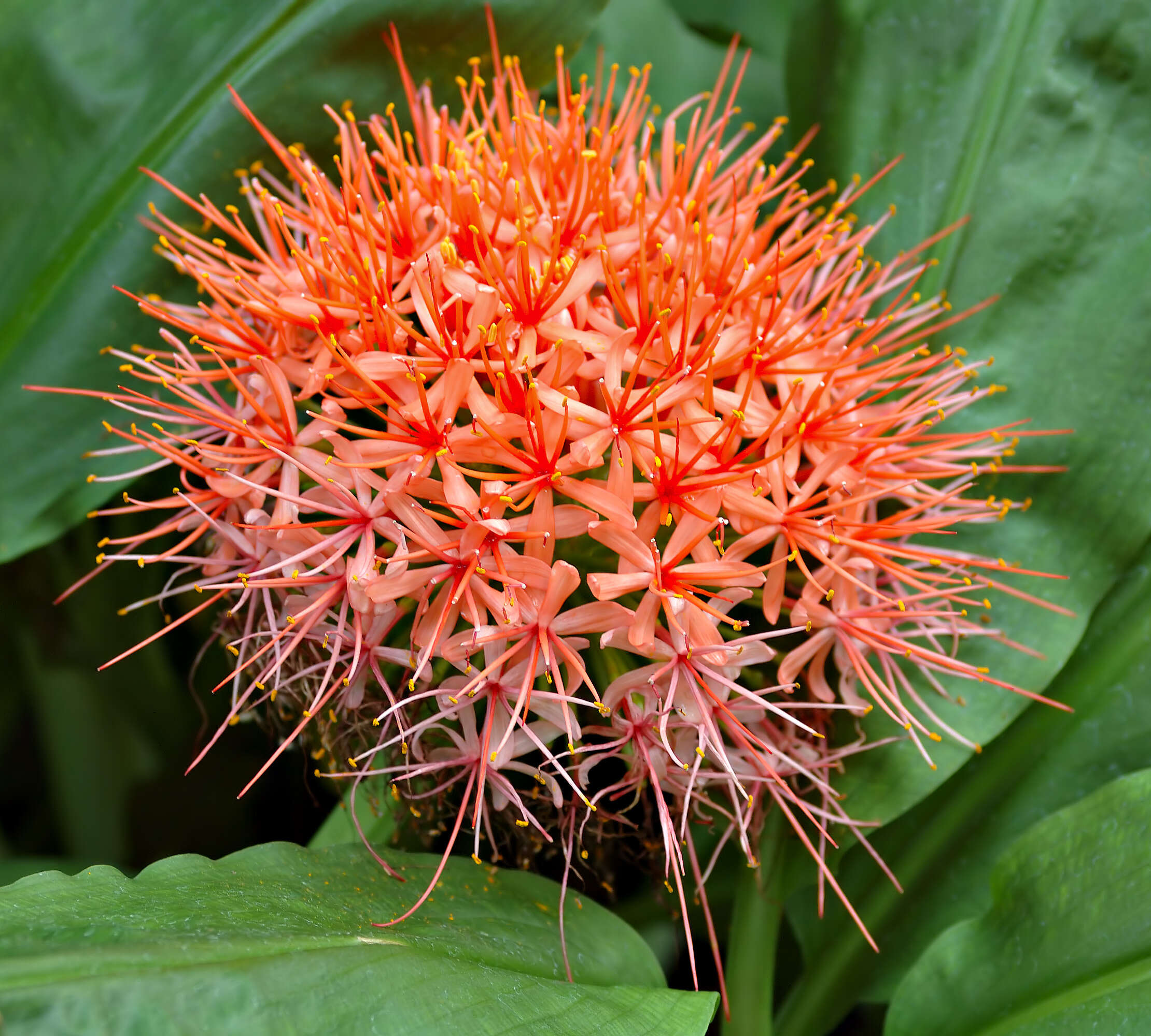 Image of Scadoxus cinnabarinus (Decne.) Friis & Nordal