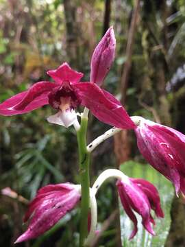 Image of Phaius pulchellus Kraenzl.