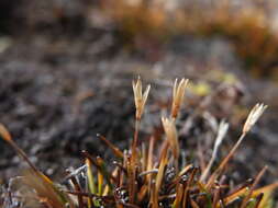 Image of Zameioscirpus muticus Dhooge & Goetgh.