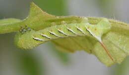 Image of Carolina sphinx