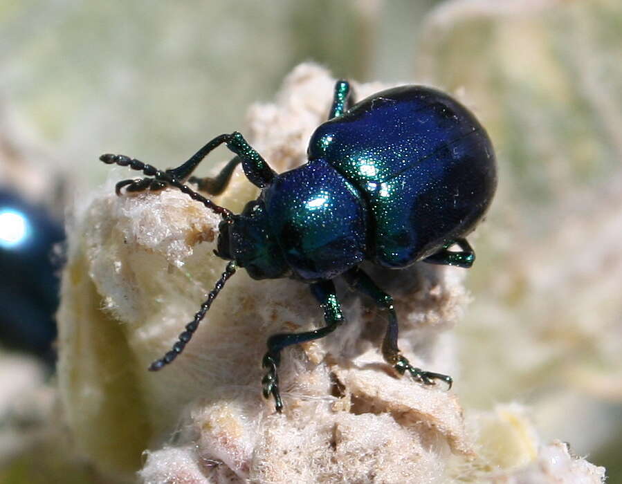 Image of Cobalt Milkweed Beetle