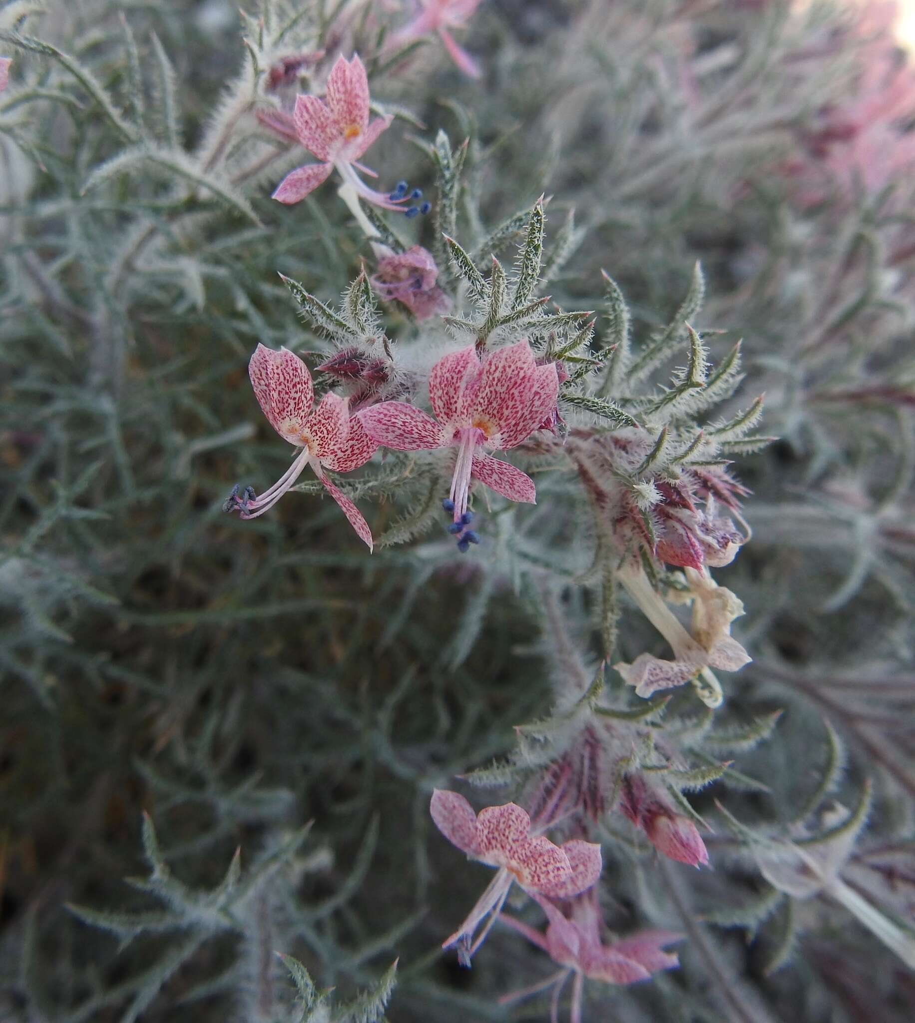 Image of Havard's ipomopsis