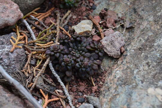 Image of Monanthes brachycaulos (Webb & Berth) Lowe