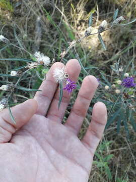 صورة Lessingianthus rubricaulis (Humb. & Bonpl.) H. Rob.