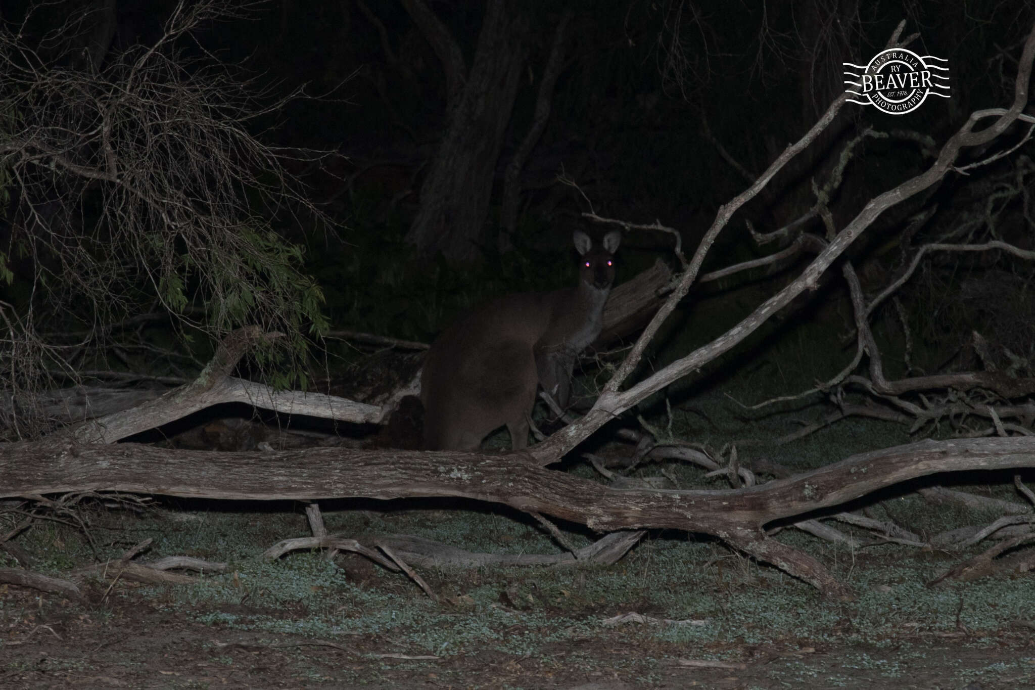 Macropus fuliginosus (Desmarest 1817) resmi