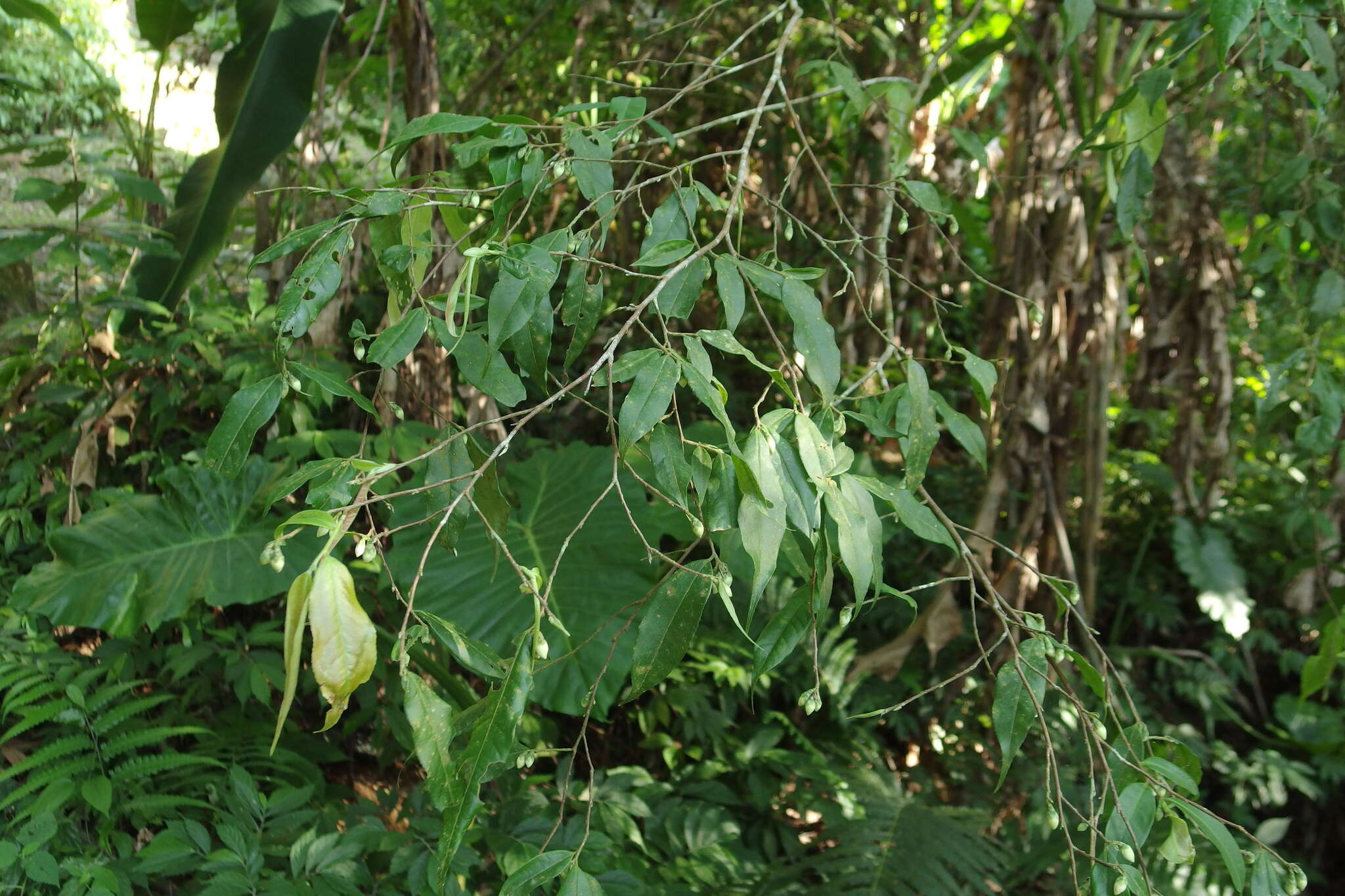 Image of Camellia caudata Wall.