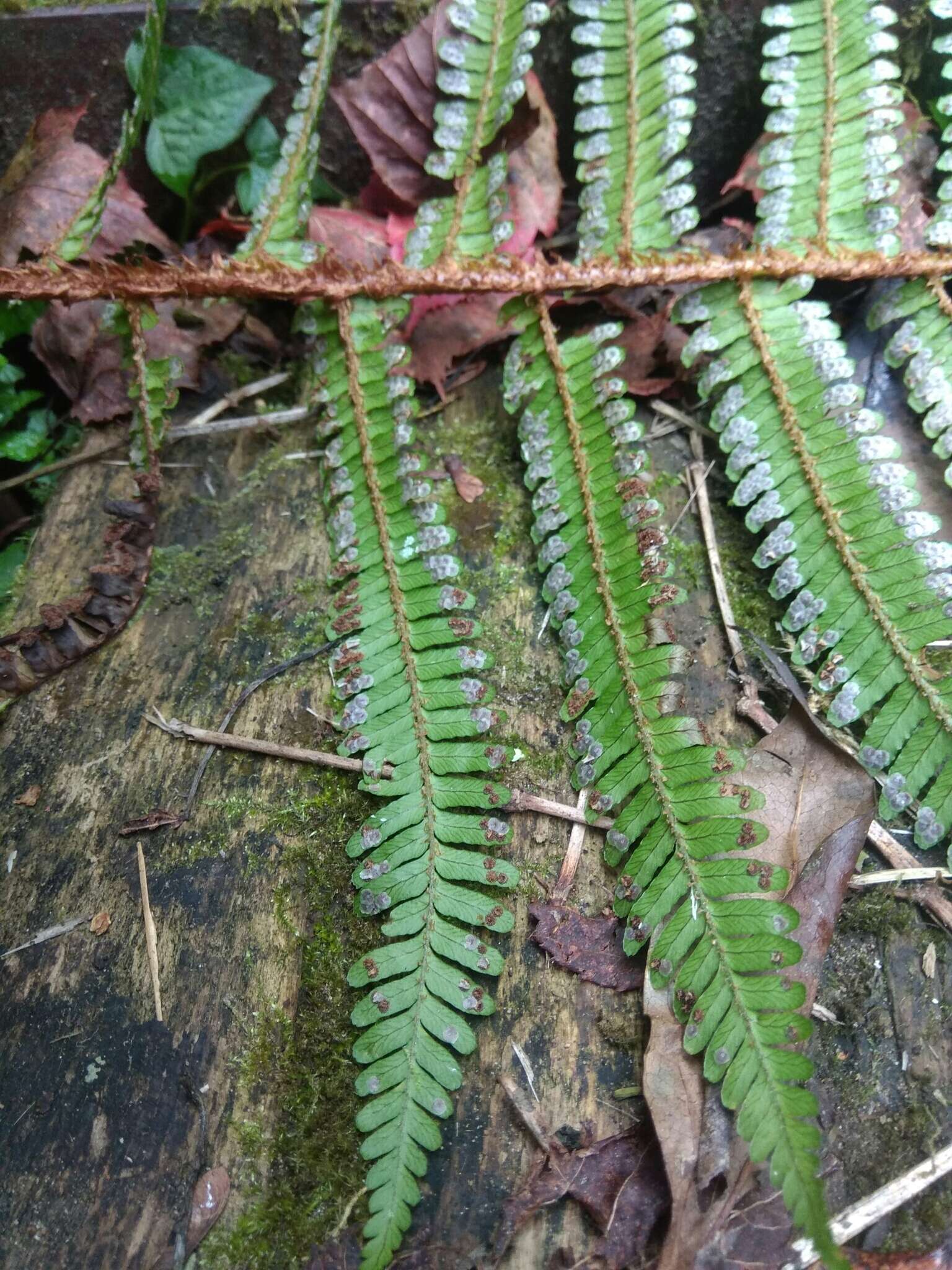 Image of Dryopteris apiciflora (Wall. ex Mett.) O. Kuntze