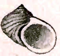 Image of Fossarina patula (A. Adams & Angas 1864)